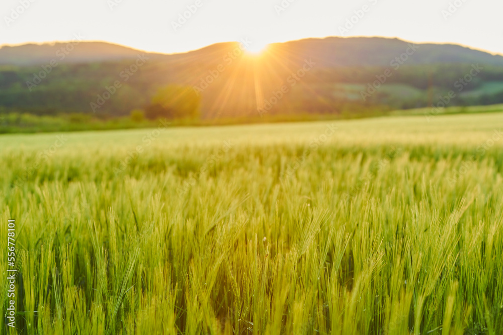 Barley plants (Hordeum vulgare) growing in a field with sun beams at sunset; Bavaria, Germany Barley plants (Hordeum vulgare) growing in a field with sun beams at sunset; Bavaria, Germany
