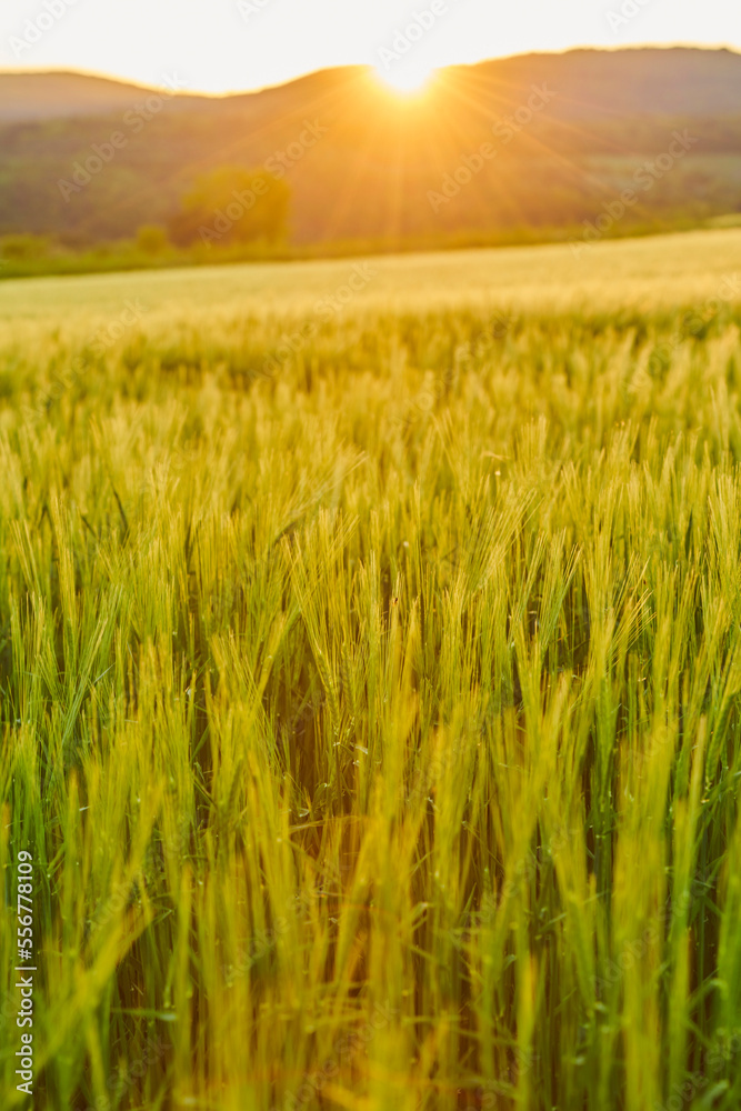 Barley plants (Hordeum vulgare) growing in a field with sun beams at sunset; Bavaria, Germany Barley plants (Hordeum vulgare) growing in a field with sun beams at sunset; Bavaria, Germany