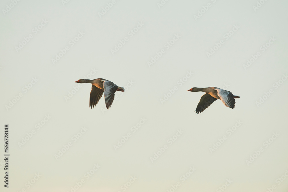 Two Greylag geese (Anser anser) flying together; Bavaria, Germany Two Greylag geese (Anser anser) flying together; Bavaria, Germany
