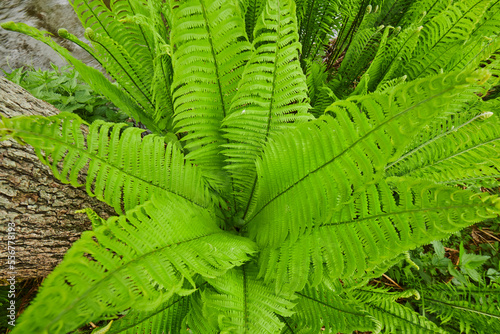 Directly above a male fern or worm fern (Dryopteris filix-mas) growing on the forest floor at the base of a tree; Bavaria, Germany photo