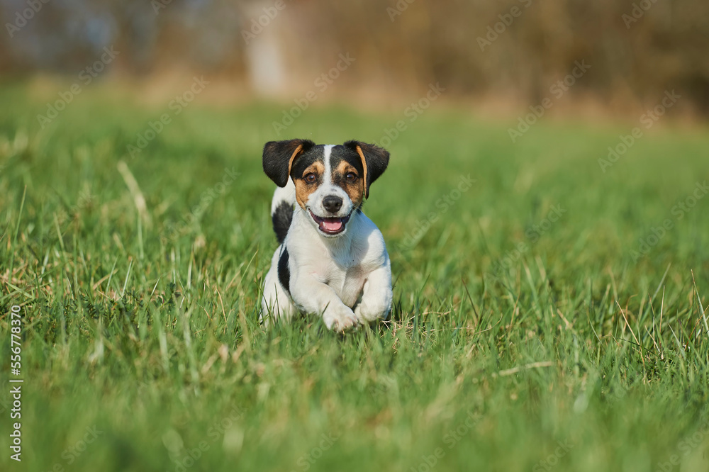 Jack Russell Terrier puppy running on a meadow; Bavaria, Germany Jack Russell Terrier puppy running on a meadow; Bavaria, Germany