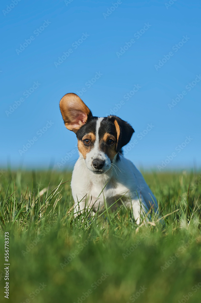 Jack Russell Terrier puppy portrait on a meadow, looking at the camera with one ear up; Bavaria, Germany Jack Russell Terrier puppy portrait on a meadow, looking at the camera with one ear up; Bavaria, Germany
