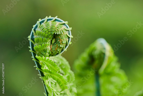 Close-up detail of the curled end of a male fern or worm fern (Dryopteris filix-mas); Bavaria, Germany