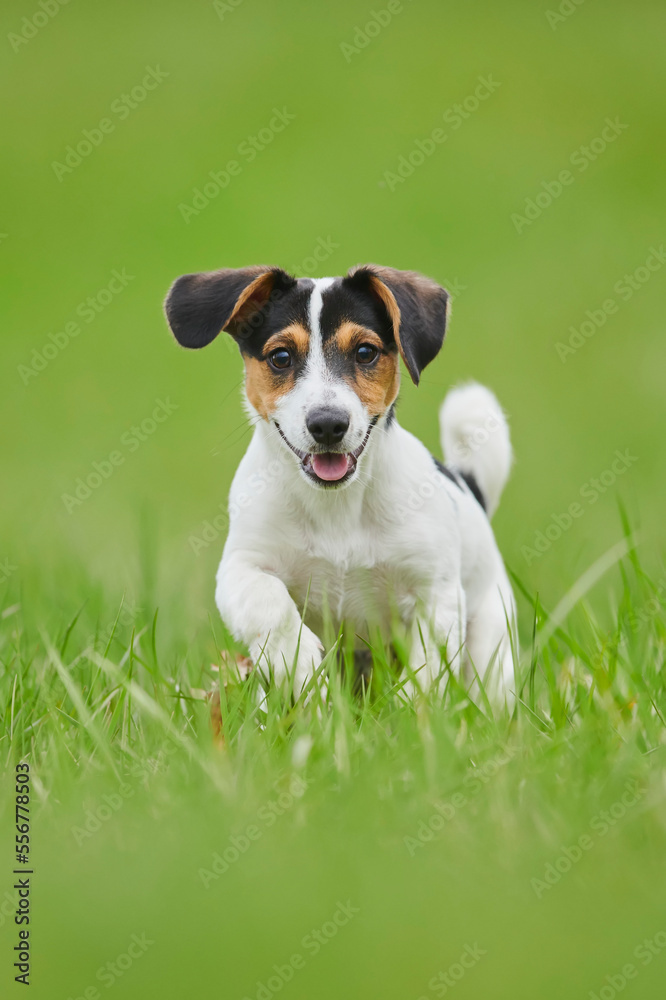 Jack Russell Terrier puppy running on a meadow; Bavaria, Germany Jack Russell Terrier puppy running on a meadow; Bavaria, Germany
