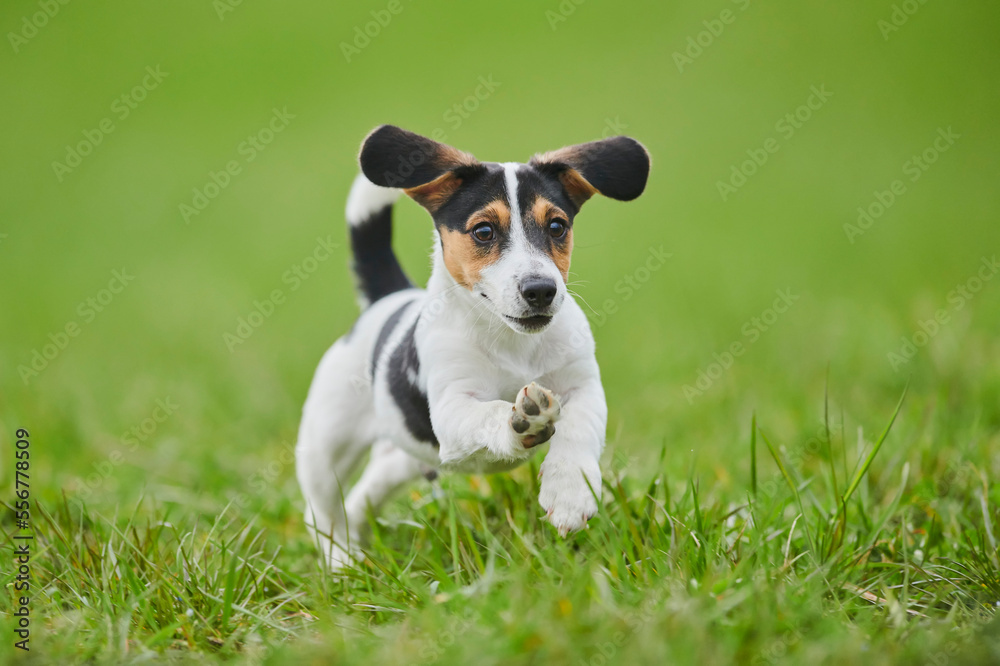 Jack Russell Terrier puppy running on a meadow; Bavaria, Germany Jack Russell Terrier puppy running on a meadow; Bavaria, Germany
