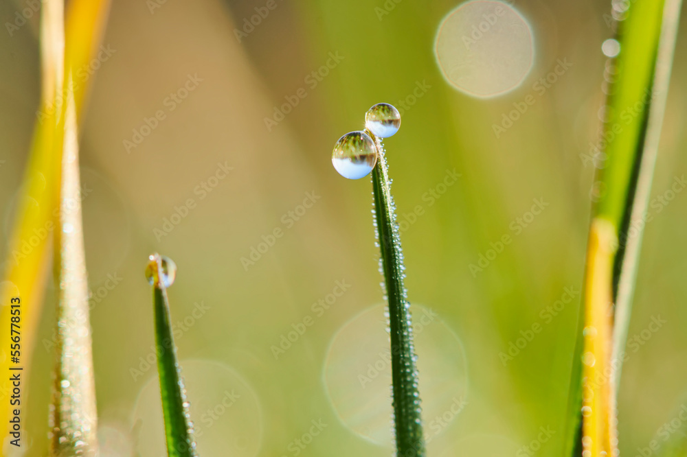 Pearls of dew, water droplets on grass blades in a meadow; Bavaria, Germany Pearls of dew, water droplets on grass blades in a meadow; Bavaria, Germany