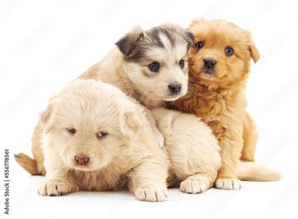 Obraz premium Three cute puppies.
