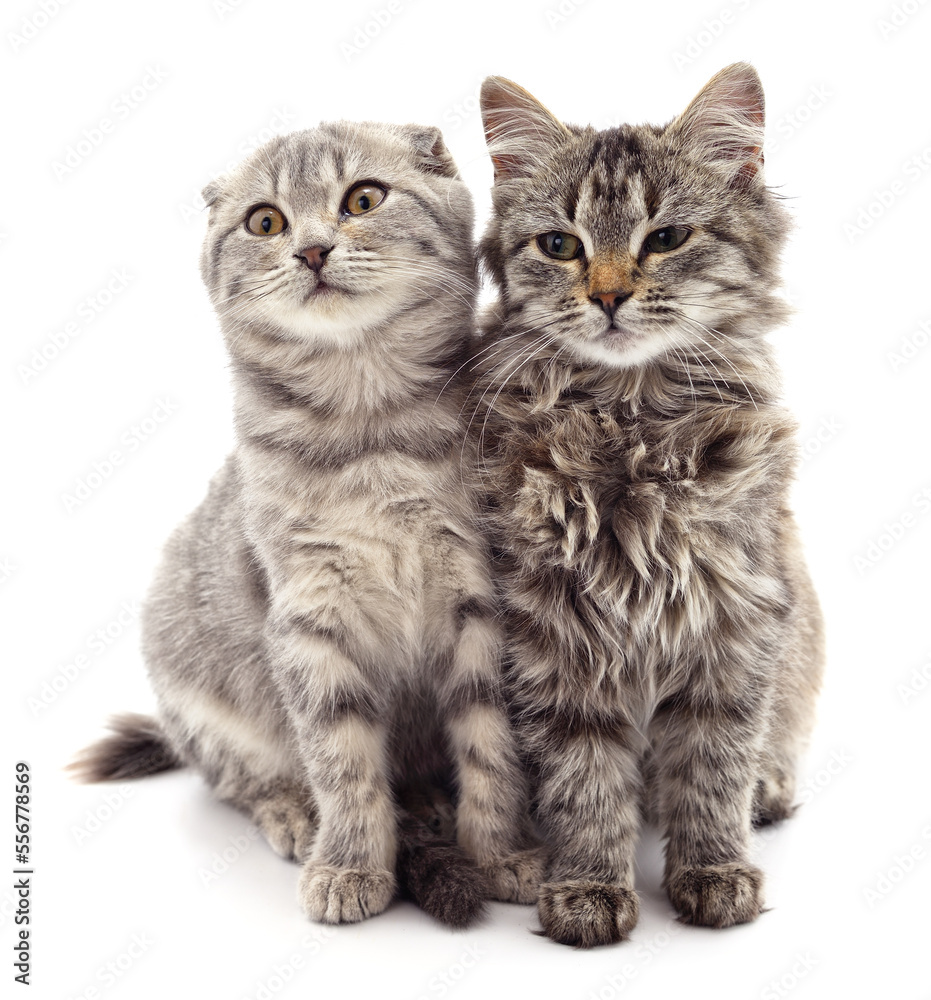 Obraz premium Two small cats.