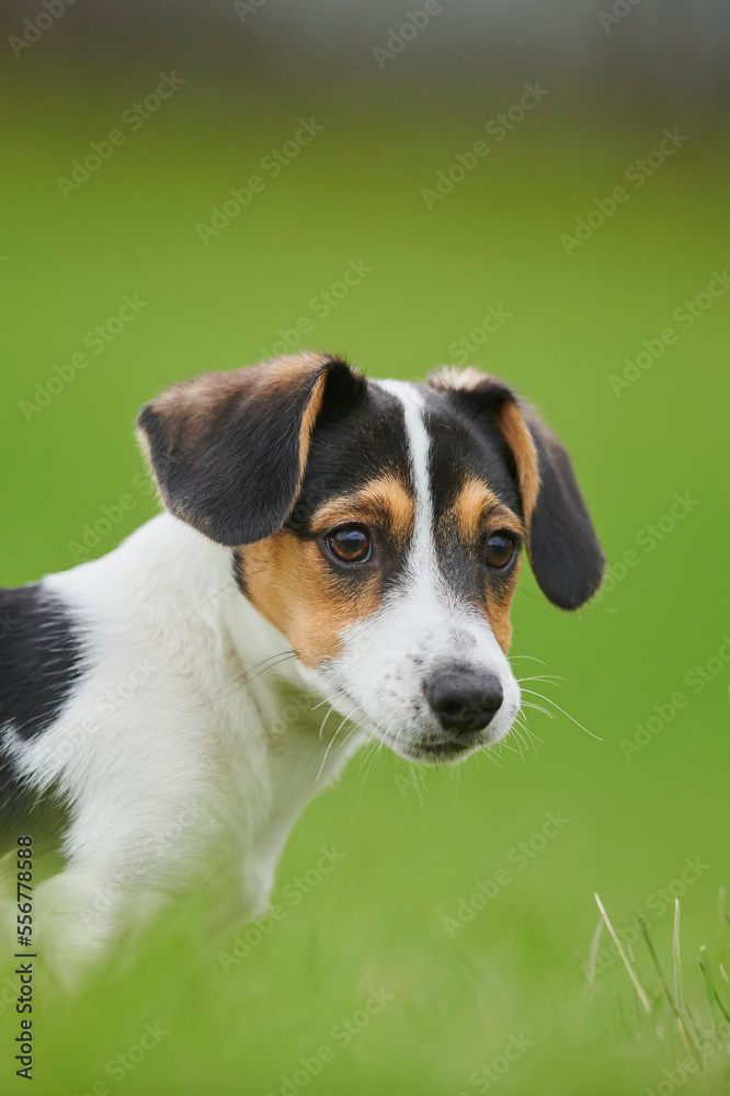 Jack Russell Terrier puppy portrait on a meadow; Bavaria, Germany Jack Russell Terrier puppy portrait on a meadow; Bavaria, Germany