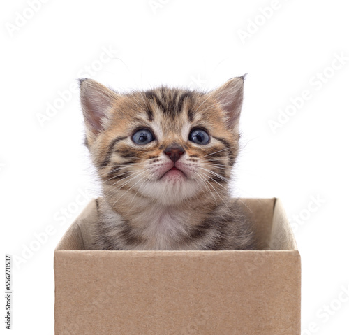 Gray kitten in a box.