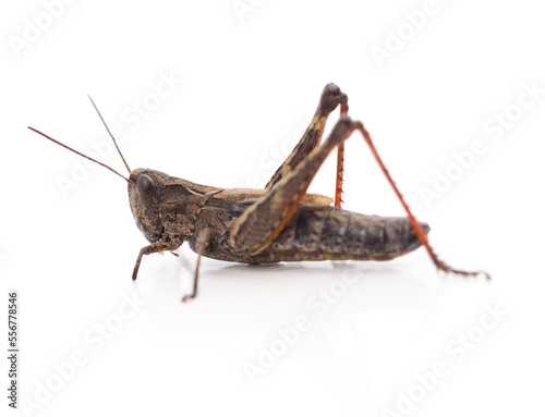 Little brown grasshopper.