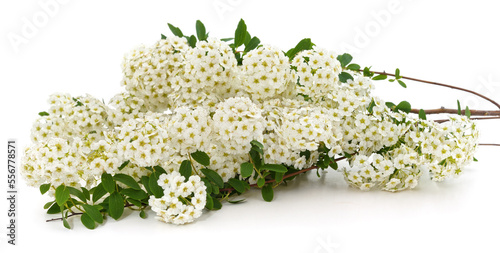 Branches with white spirea flowers. photo