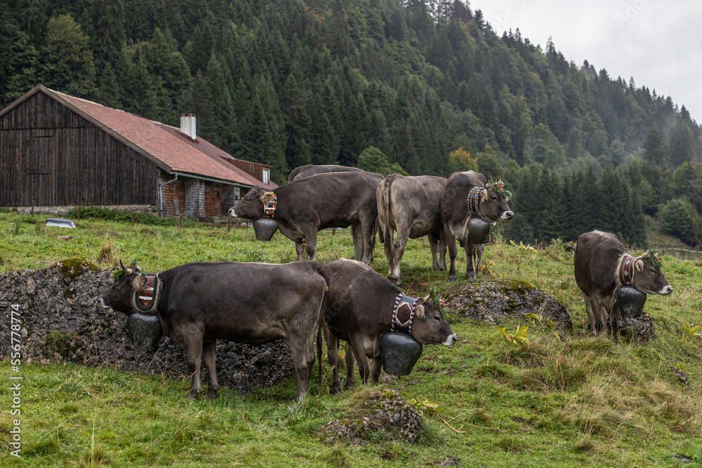 Almabtrieb Allgäu Almabtrieb Allgäu
