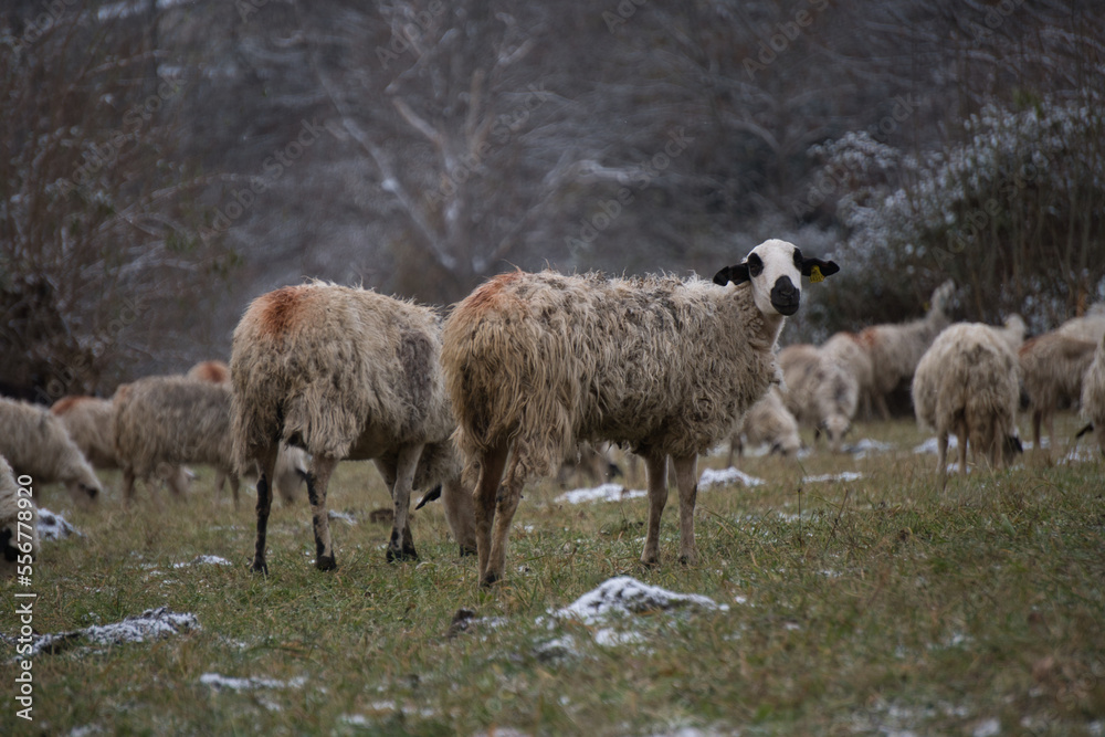 Obraz premium Ovejas pastando en un prado verde entre montañas nevadas