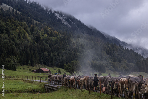 Almabtrieb Gunzesried