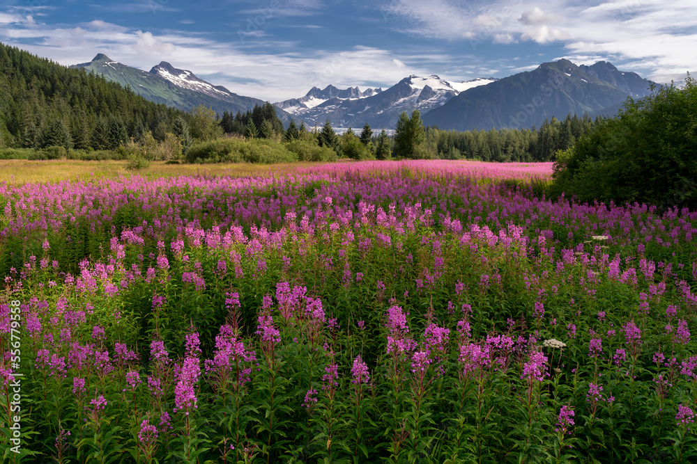 Fireweed blooms and the Mendenhall Towers and Glacier, Tongass Forest, SE Alaska, Alaska, USA Fireweed blooms and the Mendenhall Towers and Glacier, Tongass Forest, SE Alaska, Alaska, USA
