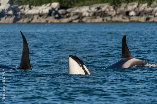 Orca/Killer whales (Orcinus orca) AF22 pod/group traveling in Lynn Canal, surfacing in the Pacific Ocean; Admiralty Island, Southeast Alaska, Alaska, United States of America photo
