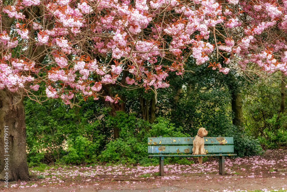 A blond Cockapoo dog sits on a park bench along a path in springtime with a tree dropping pink petals on the ground; South Shields, Tyne and Wear, England A blond Cockapoo dog sits on a park bench along a path in springtime with a tree dropping pink petals on the ground; South Shields, Tyne and Wear, England