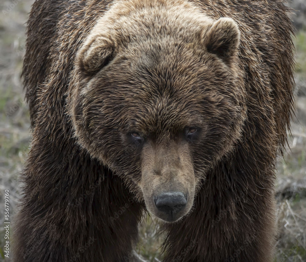 Close-up portrait of a grumpy looking bear (Ursidae) at Alaska Wildlife Conservation Center; Girdwood, Alaska, United States of America Close-up portrait of a grumpy looking bear (Ursidae) at Alaska Wildlife Conservation Center; Girdwood, Alaska, United States of America