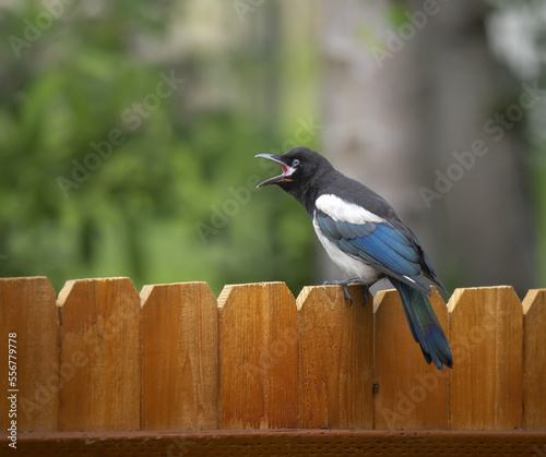 Black-billed magpie (Pica hudsonia) sitting on a fence and calling; Anchorage, Alaska, United Sates of America photo