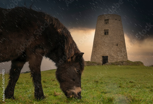 Exmoor pony grazing on a grass field in the rain on Cleadon Hills with ruins of a windmill; South Shields, Tyne and Wear, England