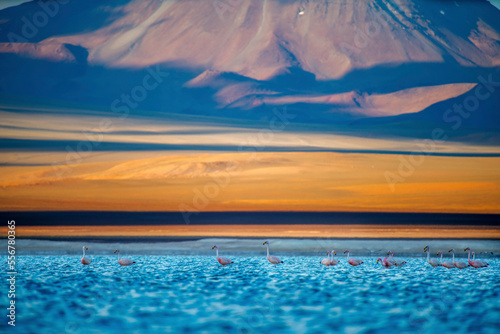 Rare Andean flamingos in a high altitude lake. photo