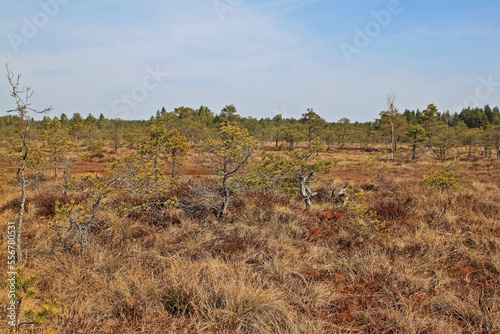 Great Ķemeri Bog in Ķemeri National Park in Latvia