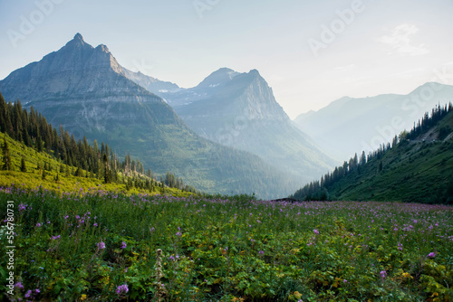 Meadow of purple wildflower in front of the majestic mountain peaks covered in hazy sunlight in Glacier National Park; West Glacier, Montana, United States of America photo