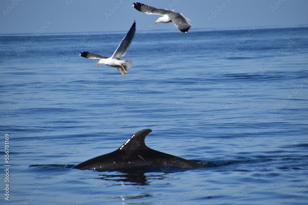 Naklejka premium Dolphins and seagulls
