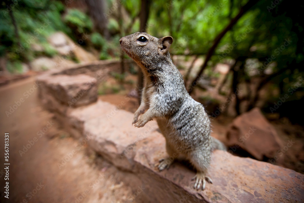 A squirrel stands unafraid alongside a hiking trail hoping for a handout. A squirrel stands unafraid alongside a hiking trail hoping for a handout.