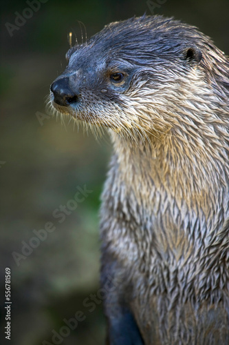 Portrait of wet Canadian otter (Lontra canadensis), captive at Dartmoor Otter Sanctuary in Buckfastleigh, Devon, UK; Buckfastleigh, Devon, England photo