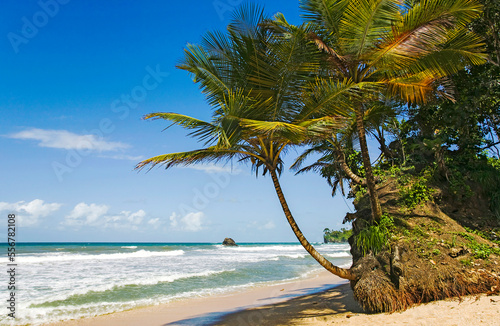 Beach and coconut palms at Blanchisseuse, on the north coast of Trinidad; Blanchisseuse, Trinidad, Trinadad and Tobago photo