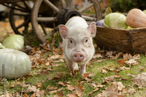 a white mini pig sits in a wicker basket. Autumn photo