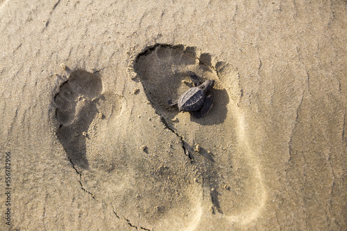 A freshly hatched olive ridley sea turtle makes it's way across a pair of footprints in the sand. photo