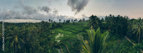 Aerial view of terraced rice fields and the lush vegetation of the uplands in Ubud; Ubud District, Gianyar Regency, Bali, Indonesia photo