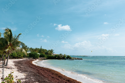 Sargassum seaweed accumulated on the shore of beach in Caribbean Island of Guadeloupe