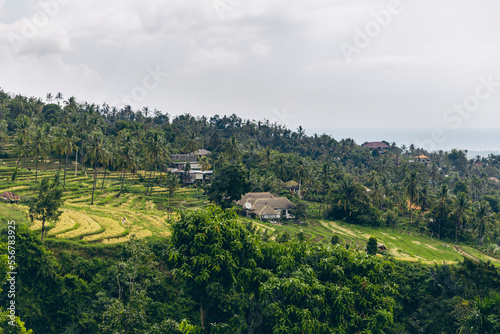 View of Farm buildings on the hillside with rice fields and tropical plants in Sambangan in the Sukasada District; Buleleng, Bali, Indonesia photo