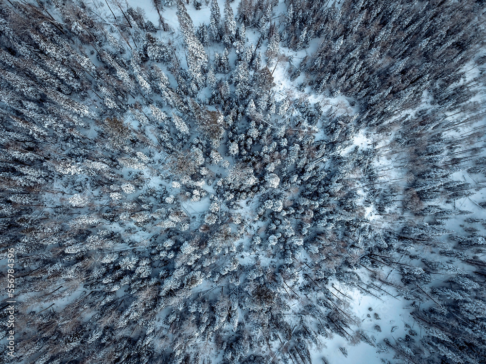 Aerial view of pine forest in winter; Cedar City, Utah, United States of America Aerial view of pine forest in winter; Cedar City, Utah, United States of America