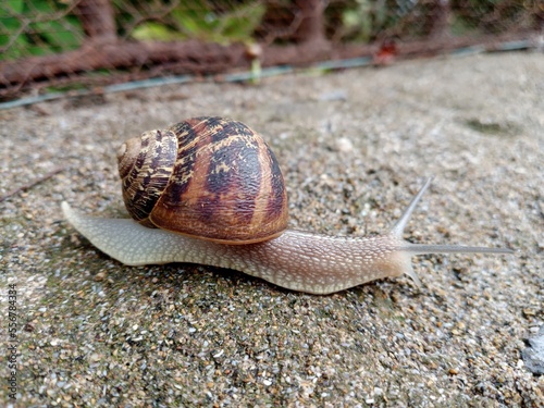 snail on leaf, Istanbuler Schnecke 🐌