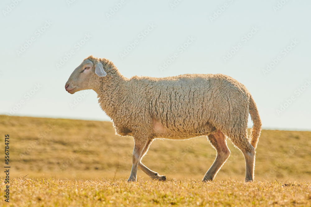 Portrait of a sheep (Ovis aries) walking on a meadow; Upper Palatinate, Bavaria, Germany Portrait of a sheep (Ovis aries) walking on a meadow; Upper Palatinate, Bavaria, Germany