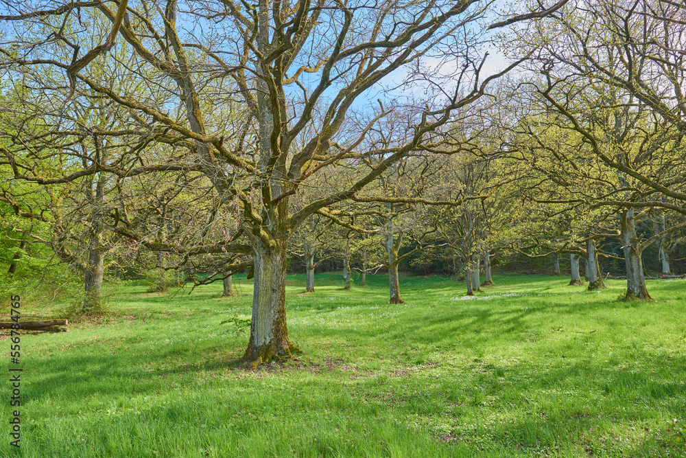Common oak, pedunculate oak or European (Quercus robur) oak trees on a meadow; Bavaria, Germany