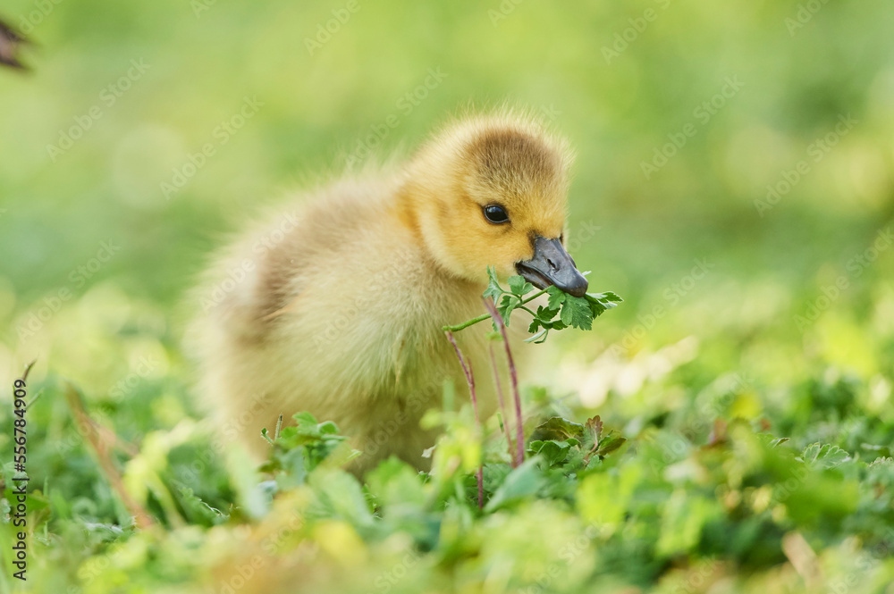 Canada goose (Branta canadensis) chick eating foliage on a meadow; Frankonia, Bavaria, Germany Canada goose (Branta canadensis) chick eating foliage on a meadow; Frankonia, Bavaria, Germany