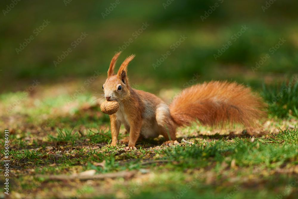 Red squirrel or Eurasian red squirrel (Sciurus vulgaris) eating a nut; Frankonia, Bavaria, Germany Red squirrel or Eurasian red squirrel (Sciurus vulgaris) eating a nut; Frankonia, Bavaria, Germany