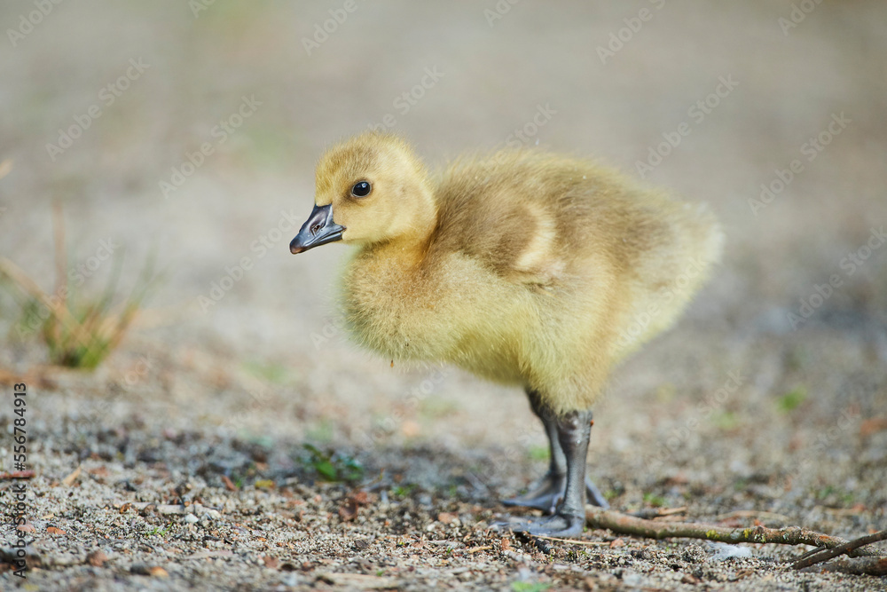 Greylag goose (Anser anser) chick portrait; Bavaria, Germany Greylag goose (Anser anser) chick portrait; Bavaria, Germany