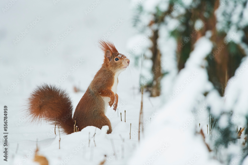 Eurasian red squirrel (Sciurus vulgaris) standing alert in the snow; Bavaria, Germany Eurasian red squirrel (Sciurus vulgaris) standing alert in the snow; Bavaria, Germany