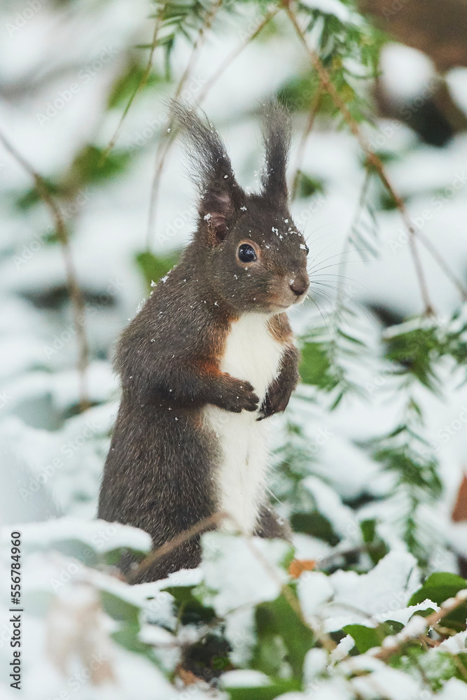 Portrait of a Eurasian red squirrel (Sciurus vulgaris) standing in the snow; Bavaria, Germany Portrait of a Eurasian red squirrel (Sciurus vulgaris) standing in the snow; Bavaria, Germany
