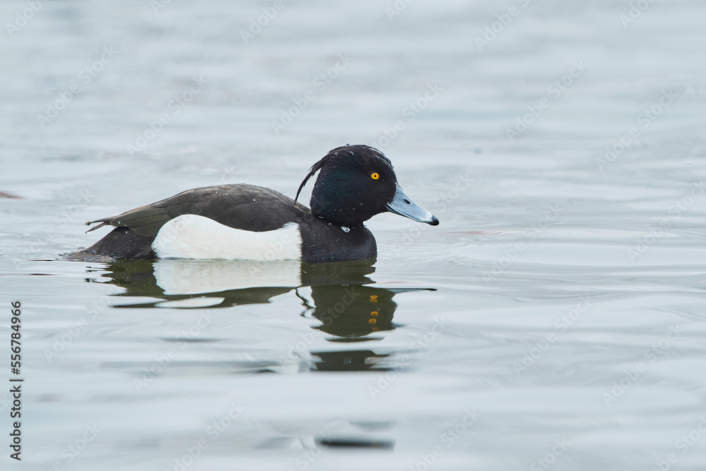 Tufted duck (Aythya fuligula) swimming on a lake; Bavaria, Germany Tufted duck (Aythya fuligula) swimming on a lake; Bavaria, Germany