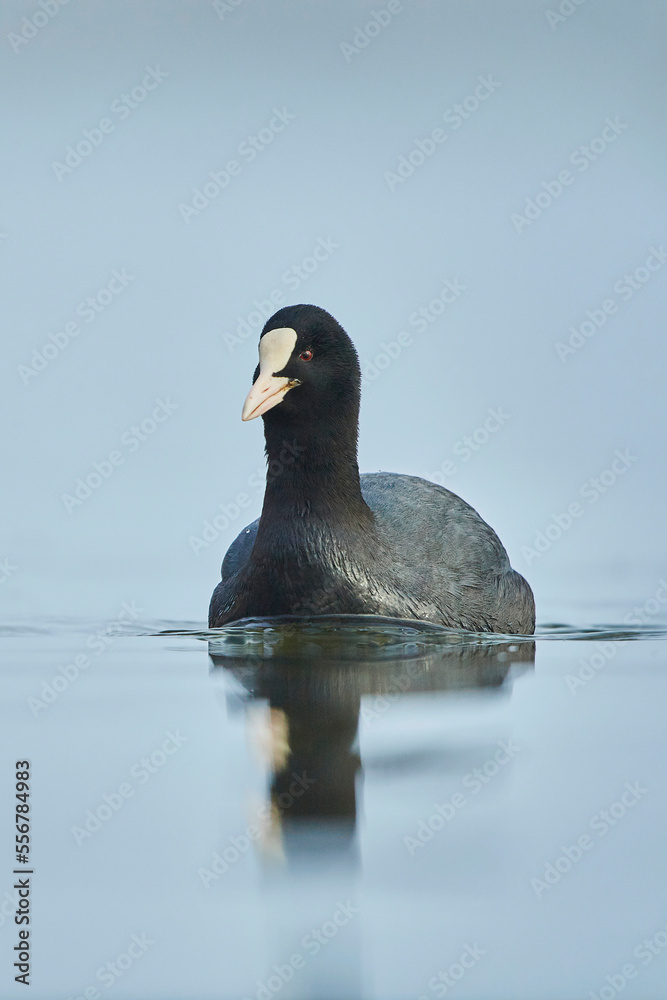Eurasian coot (Fulica atra) swimming on the Donau river; Bavaria, Germany Eurasian coot (Fulica atra) swimming on the Donau river; Bavaria, Germany