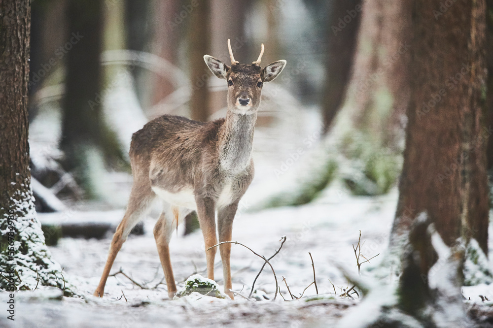 Fallow deer (Dama dama) in a snowy forest, captive; Bavaria, Germany Fallow deer (Dama dama) in a snowy forest, captive; Bavaria, Germany