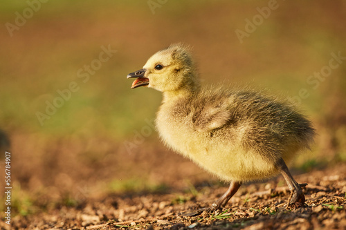 Canada goose (Branta canadensis) chick on a meadow; Frankonia, Bavaria, Germany photo